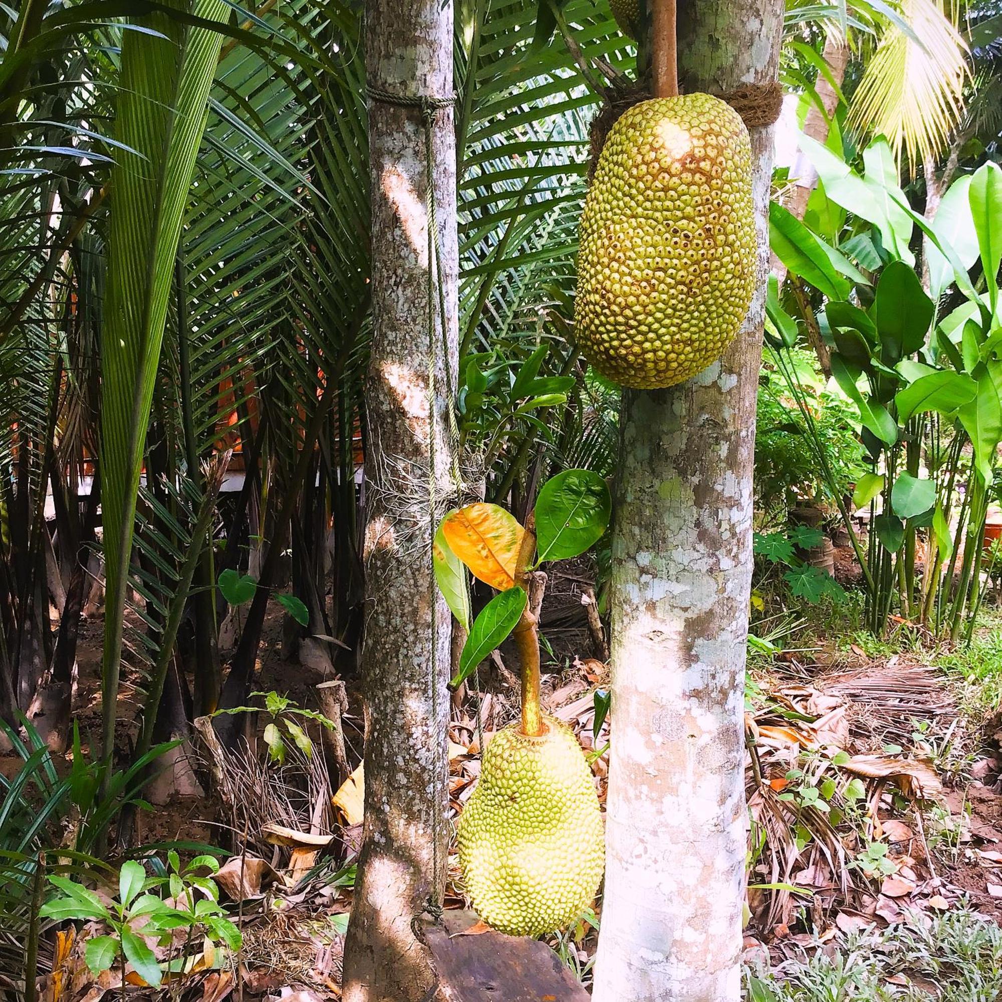 Ben Tre Farm Stay Exteriér fotografie